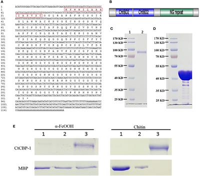 A novel protein CtCBP-1 functions as a crucial macromolecule during mineralization of limpet teeth